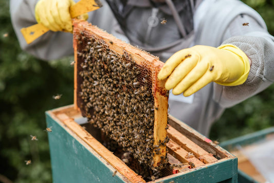 The Ultimate Guide To Bee Propolis