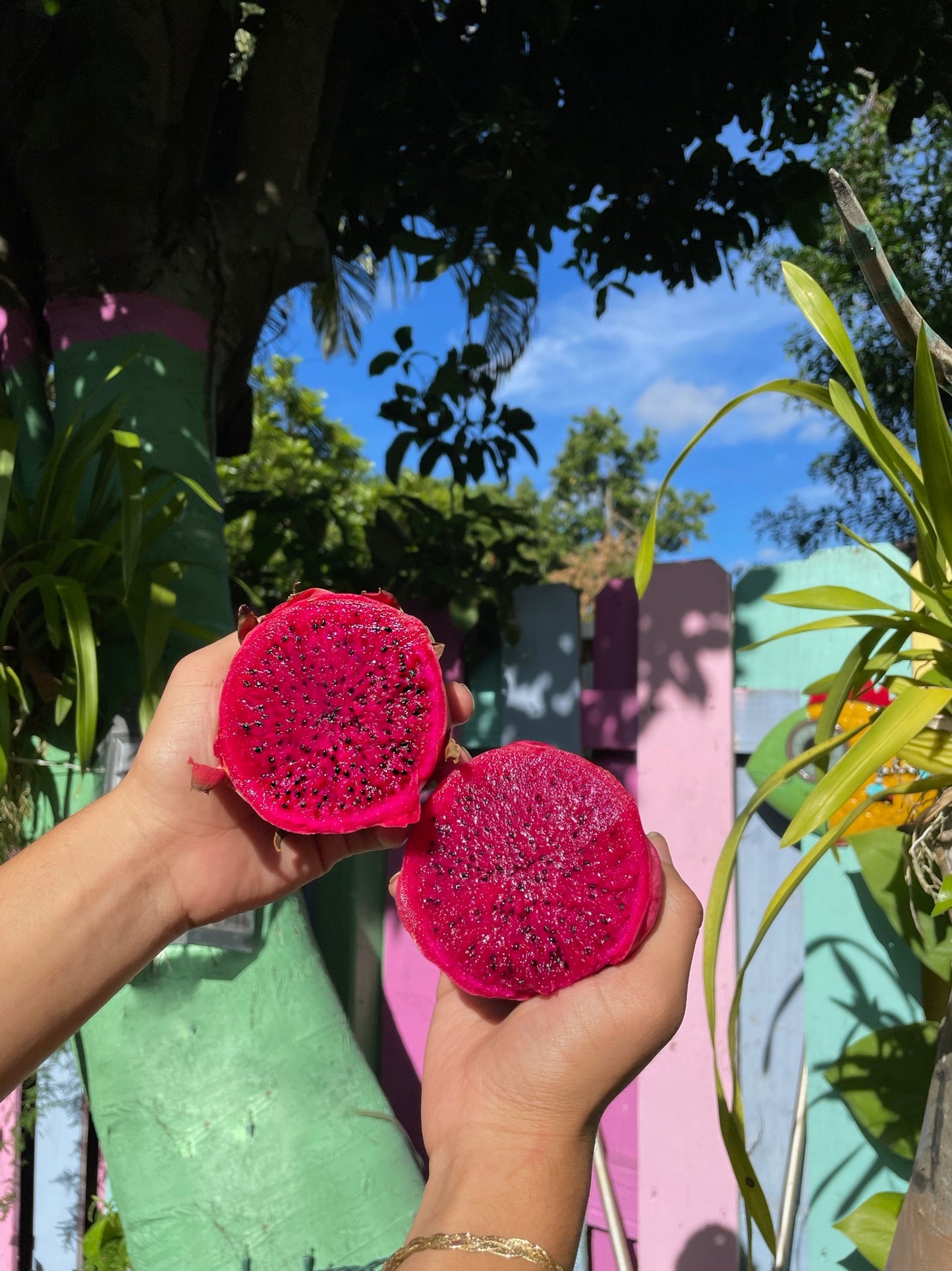 Red Dragon Fruit
