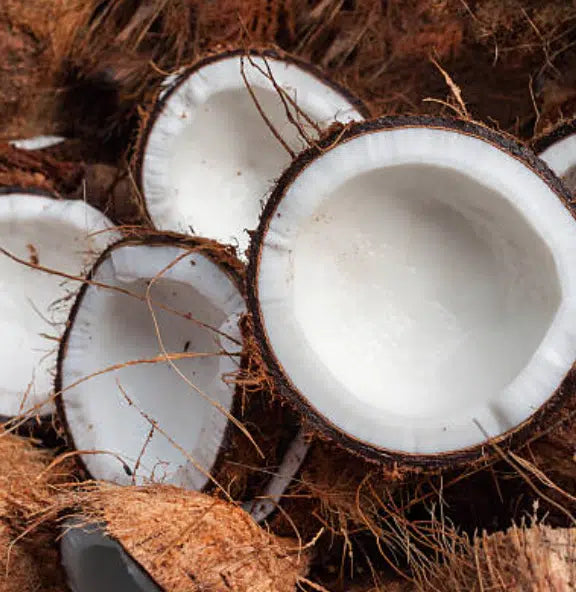 Brown Coconut (mature coconut)