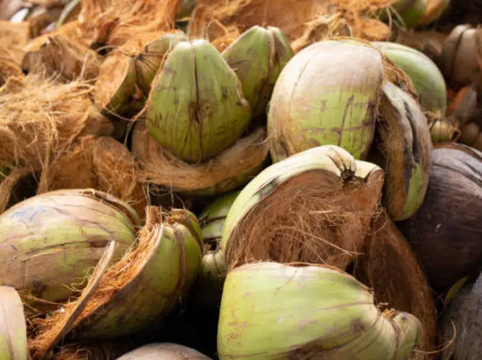 Brown Coconut (mature coconut)