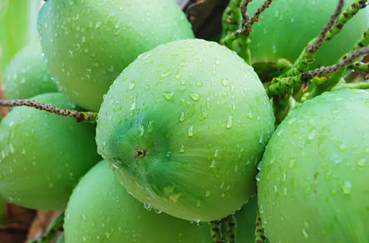 Green Coconut (water coconut)