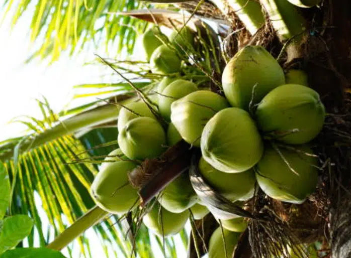 Green Coconut (water coconut)