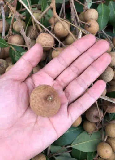Longan ***pre-order***
