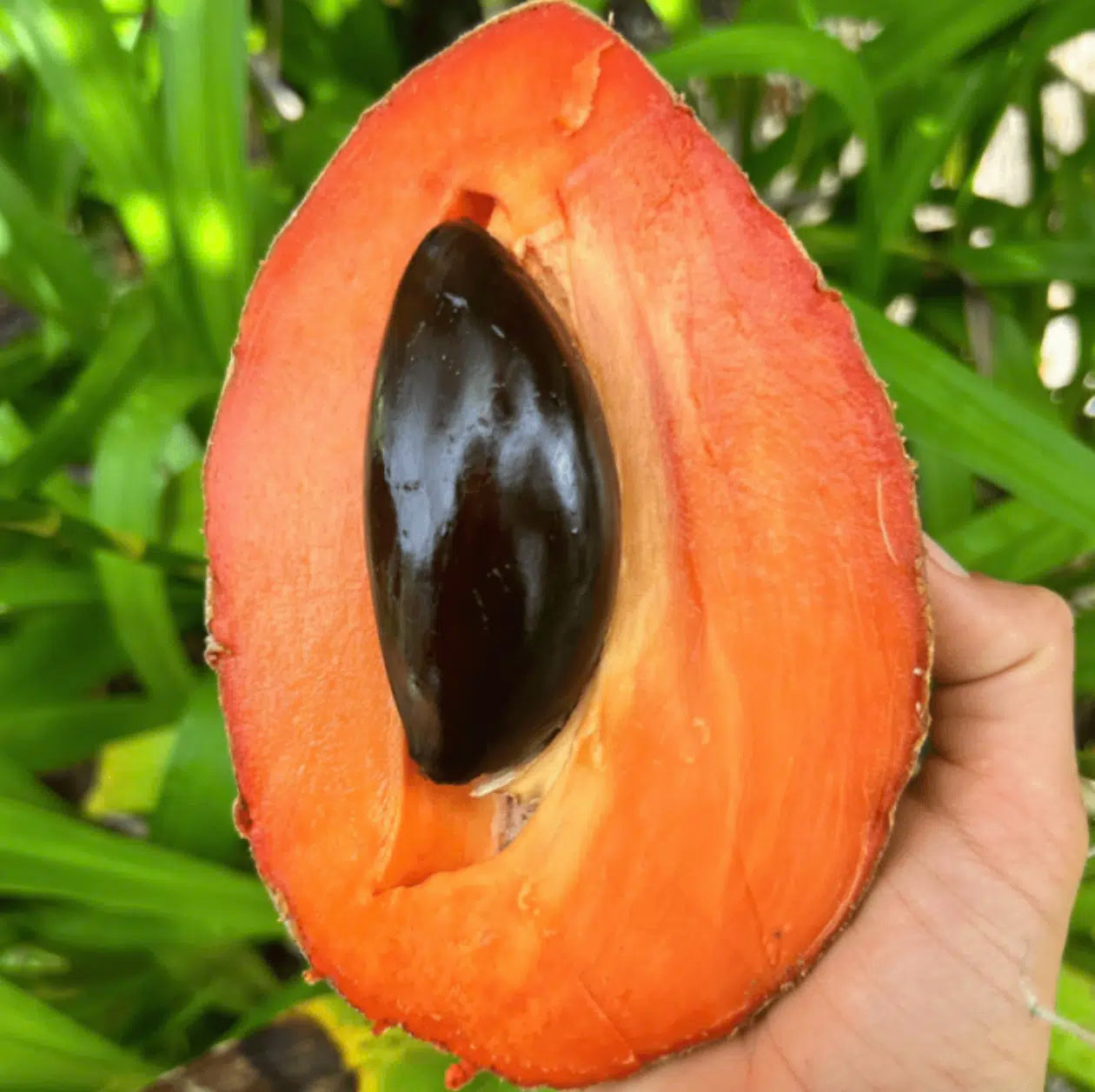 Mamey sapote