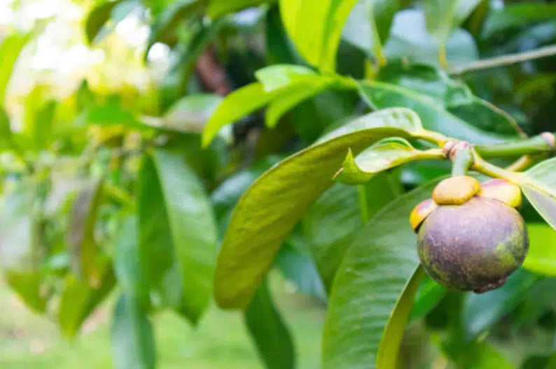 Mangosteen
