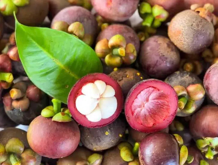 Mangosteen