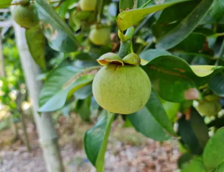 Mangosteen