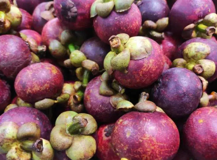 Mangosteen