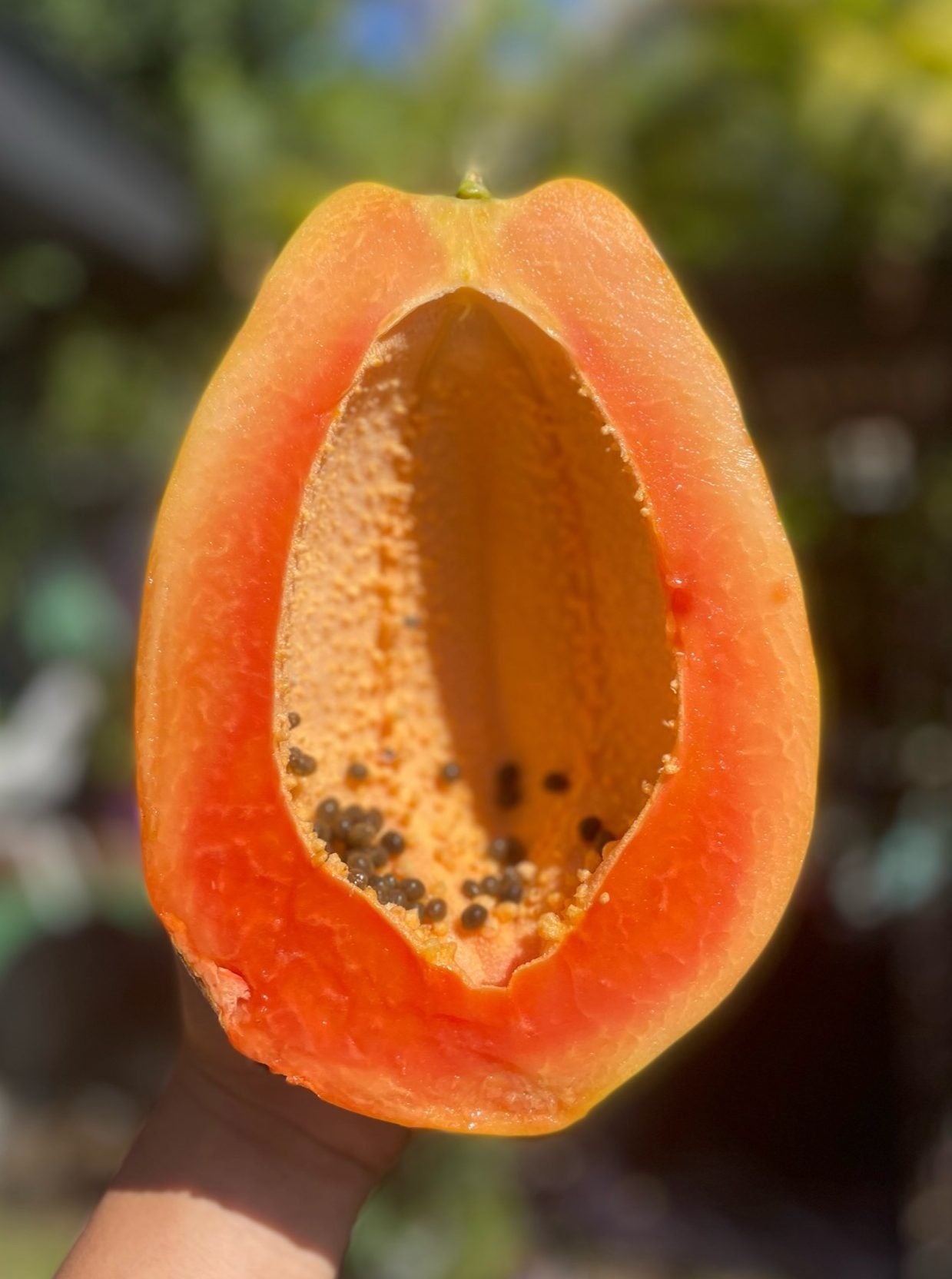 Papaya