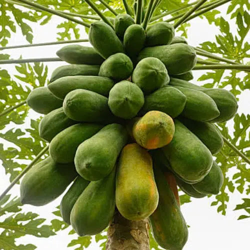 Papaya