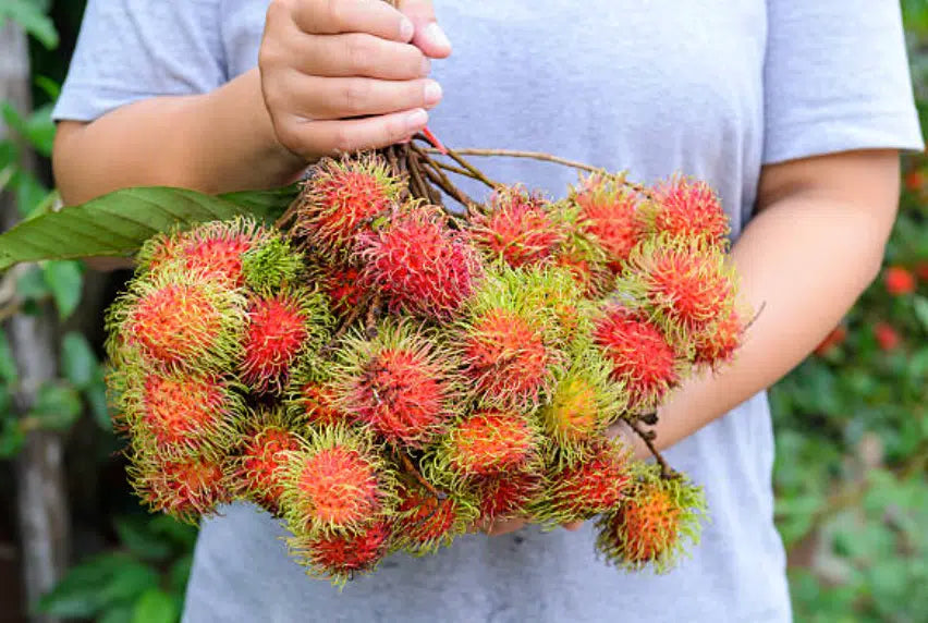 Rambutan