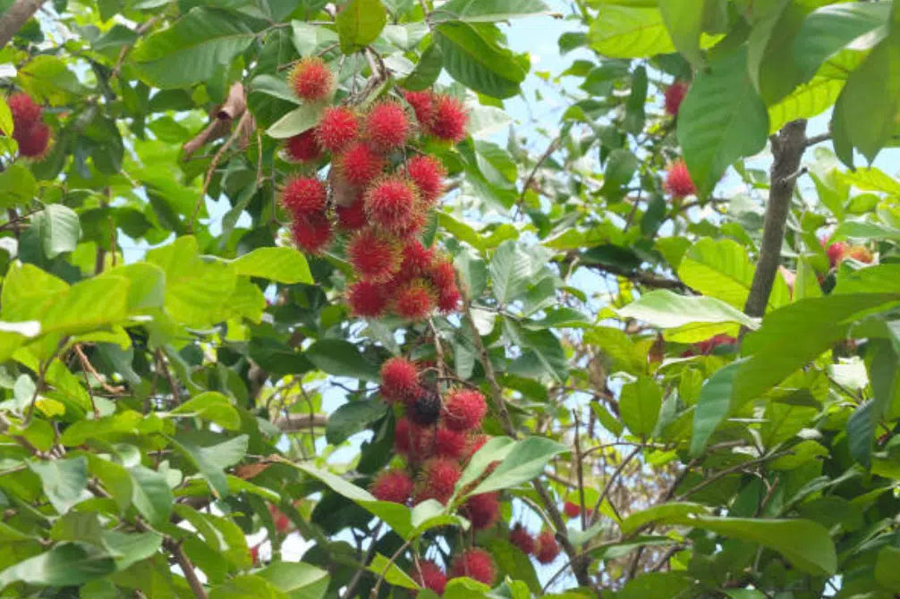 Rambutan