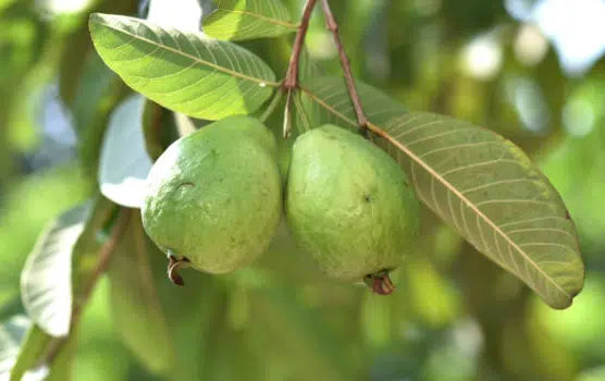 Pink Guava