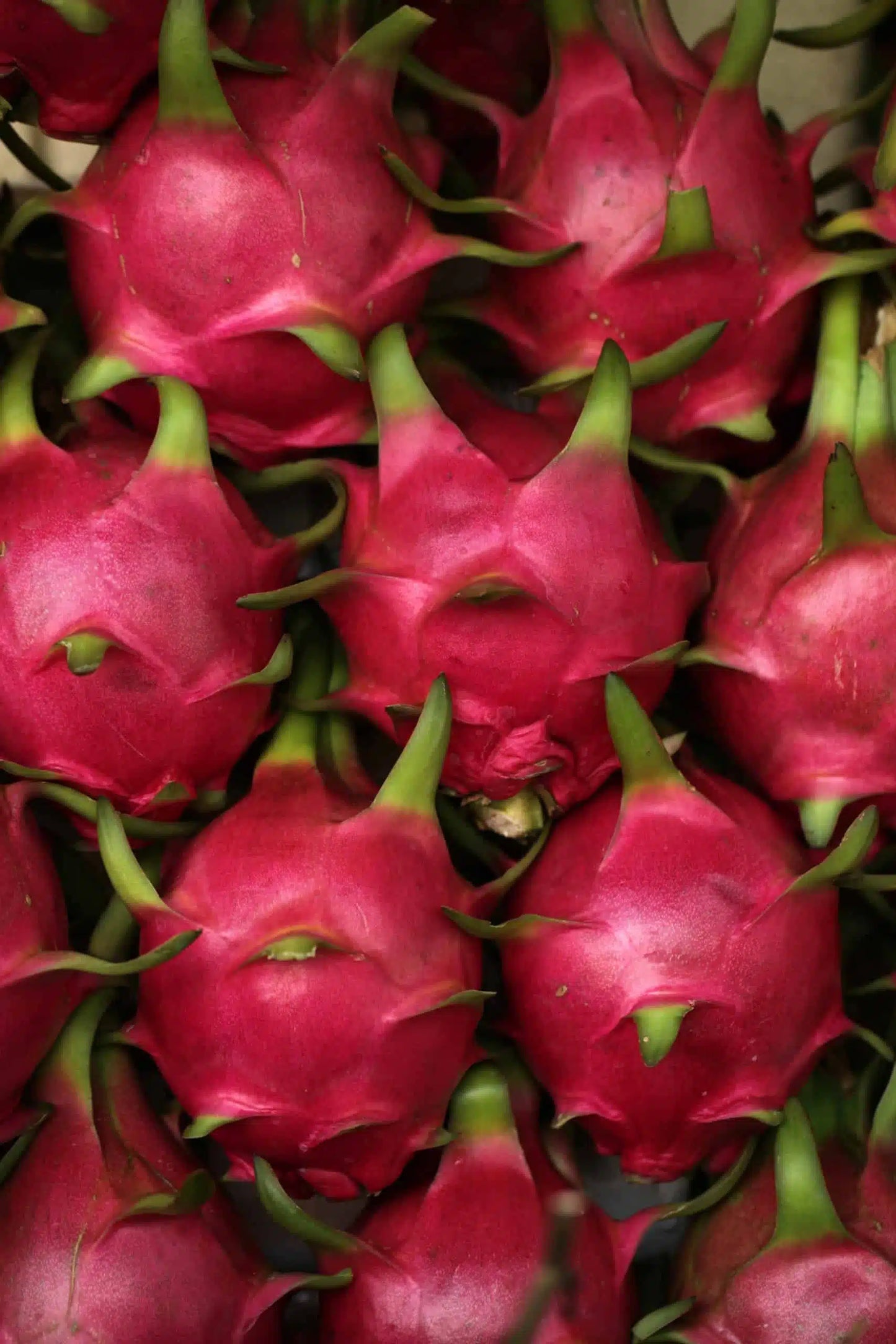 Red Dragon Fruit