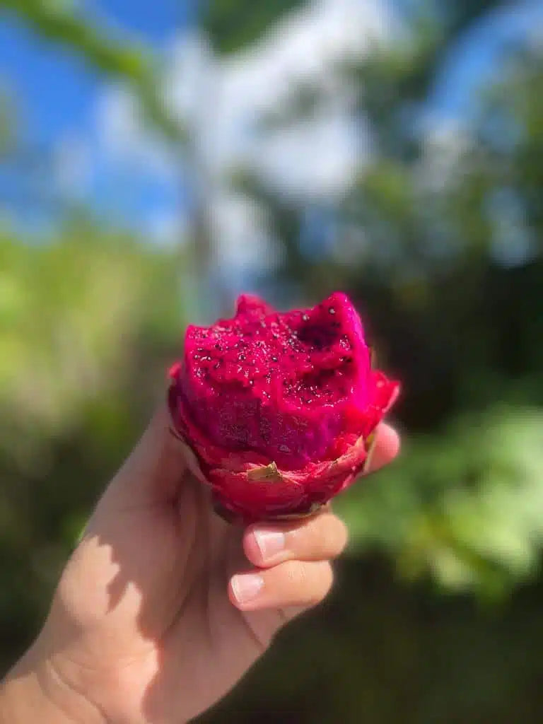Red Dragon Fruit