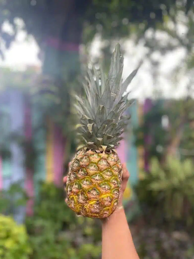 Pineapple