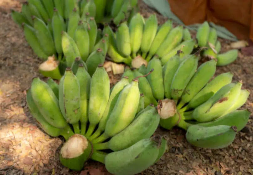 Thai Banana