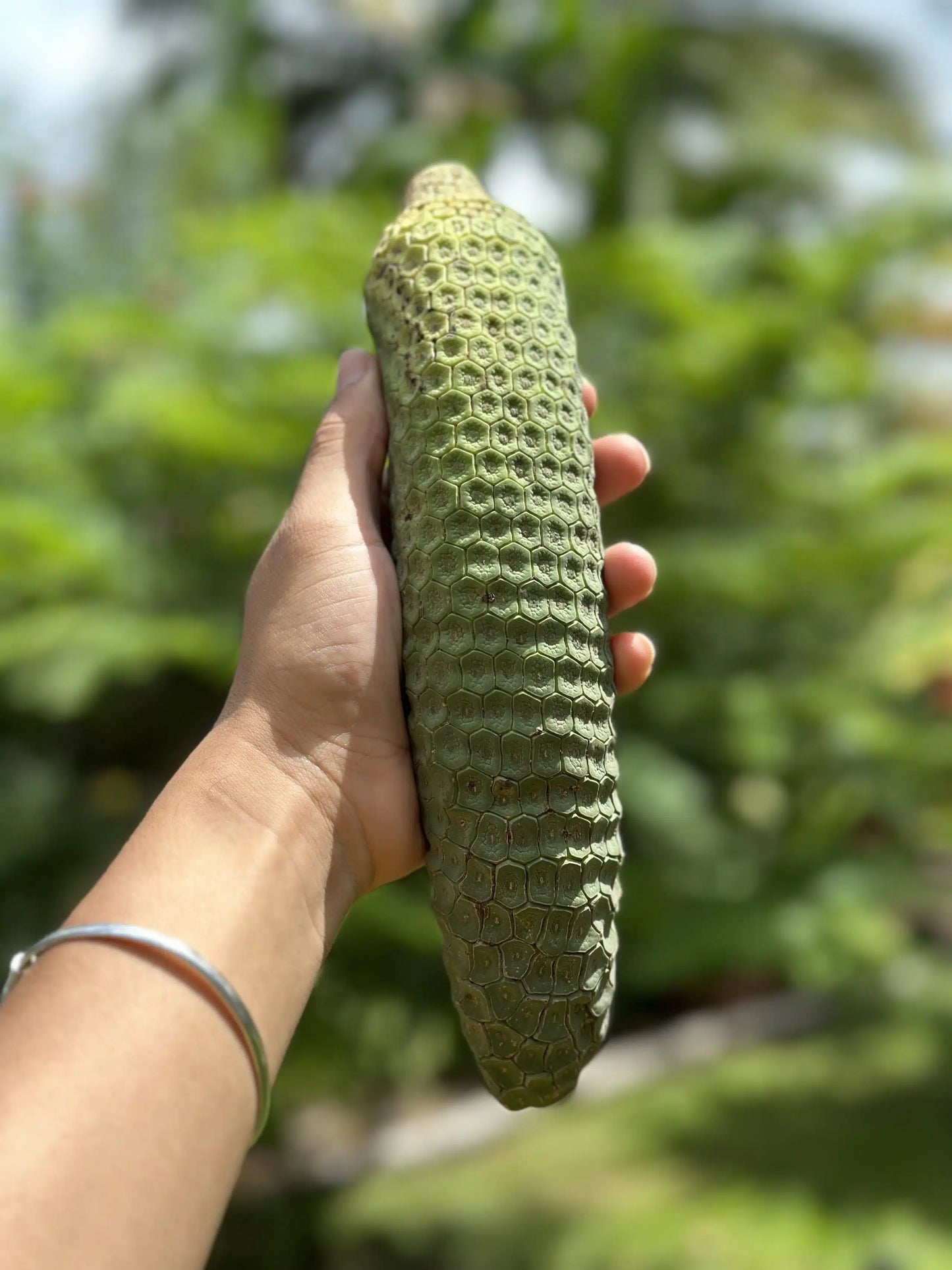 Swiss Cheese Plant Fruit (Monstera Deliciosa)