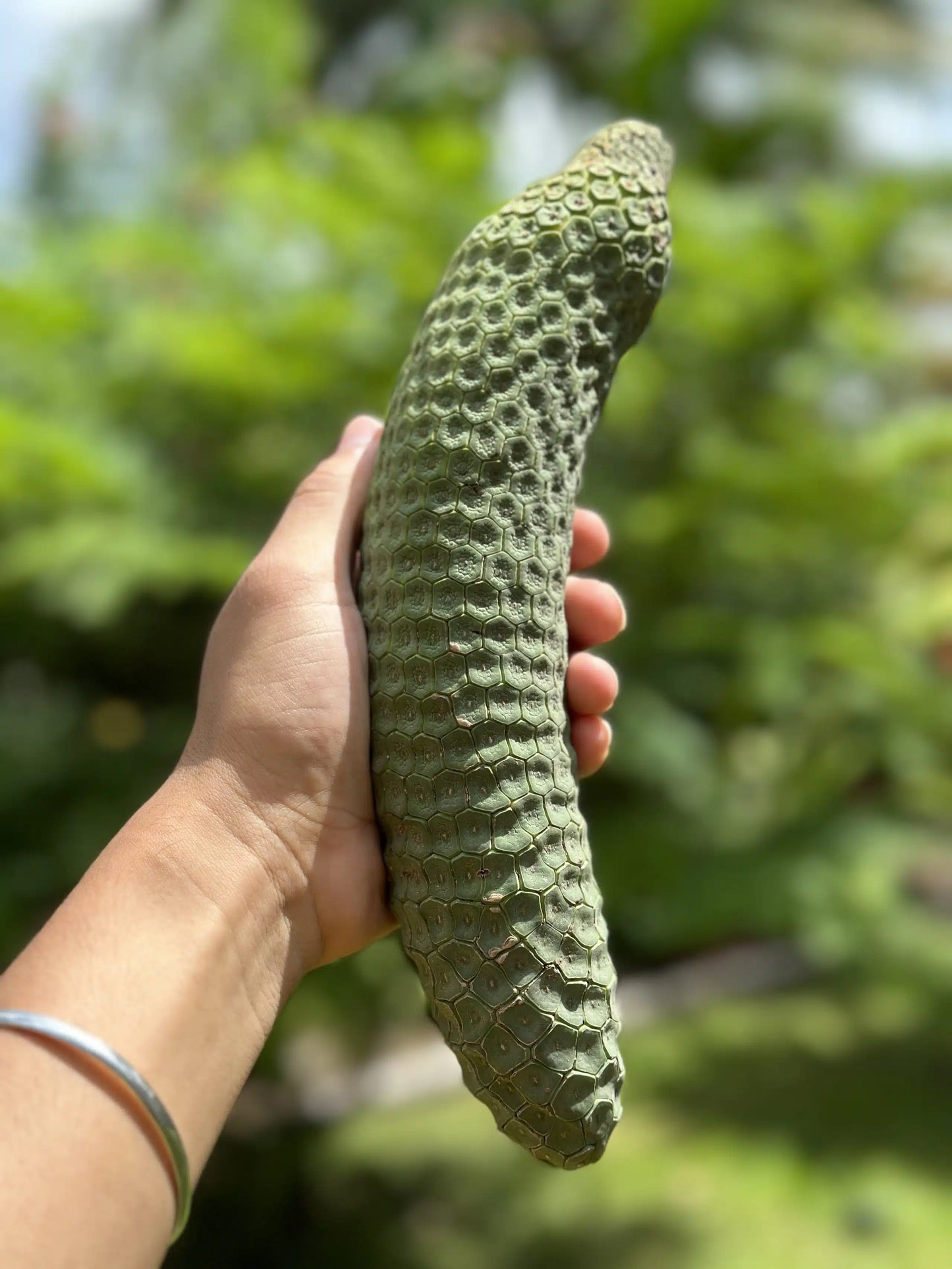 Swiss Cheese Plant Fruit (Monstera Deliciosa)
