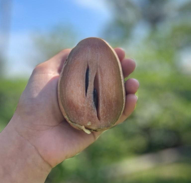 Sapodilla