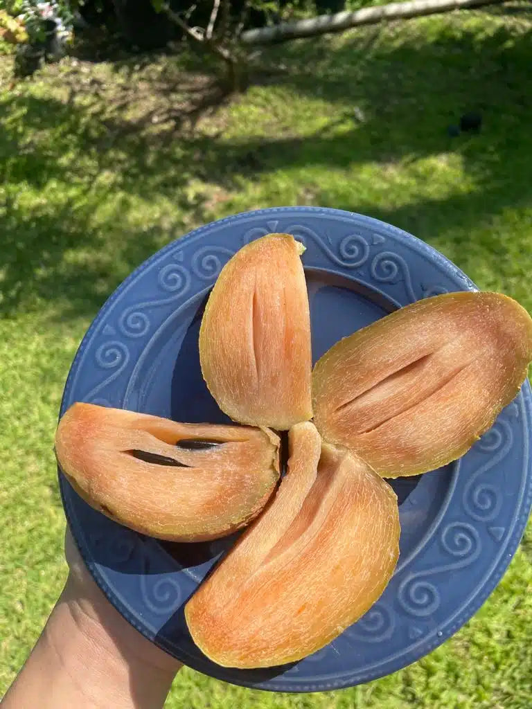 Sapodilla