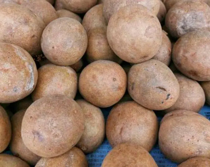 Sapodilla