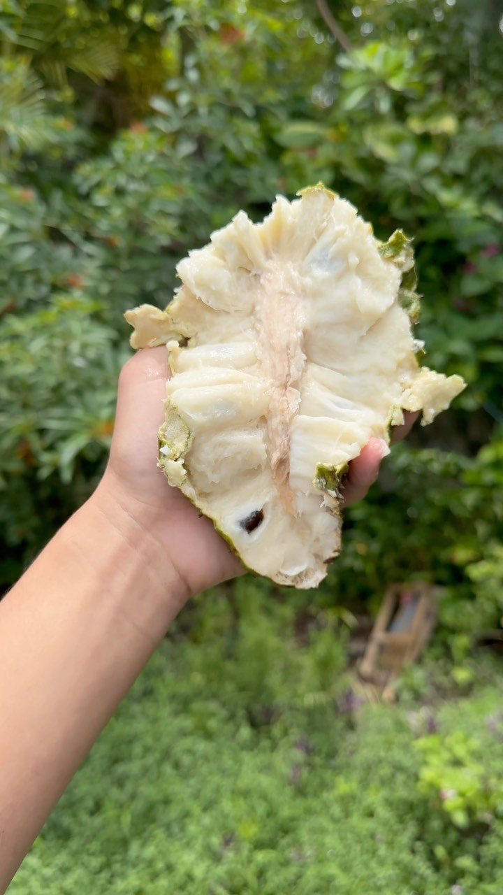 Soursop Guanábana