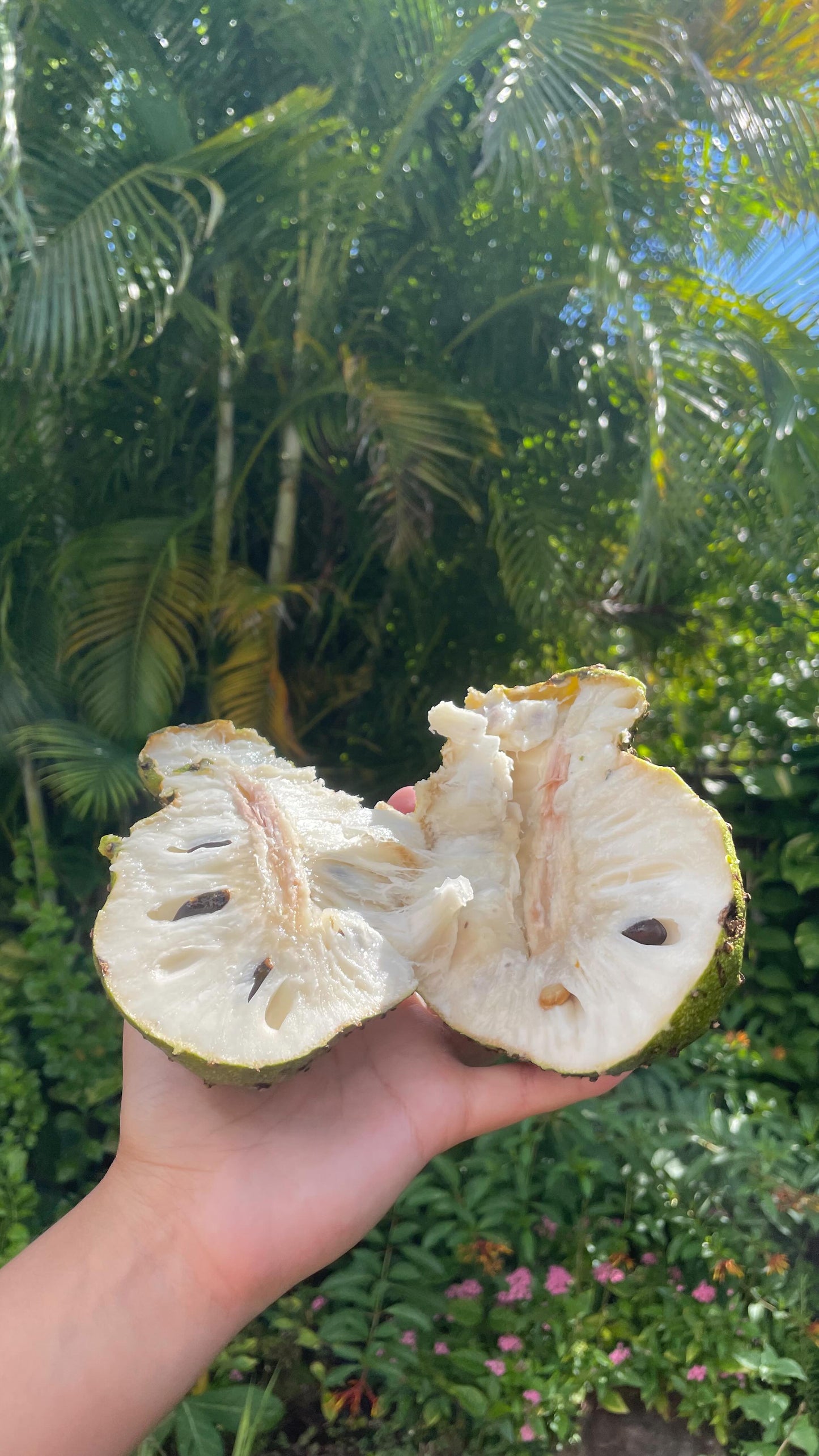 Soursop Guanábana