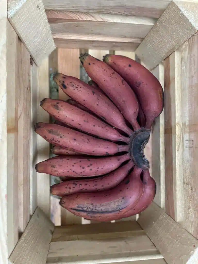 Red Banana