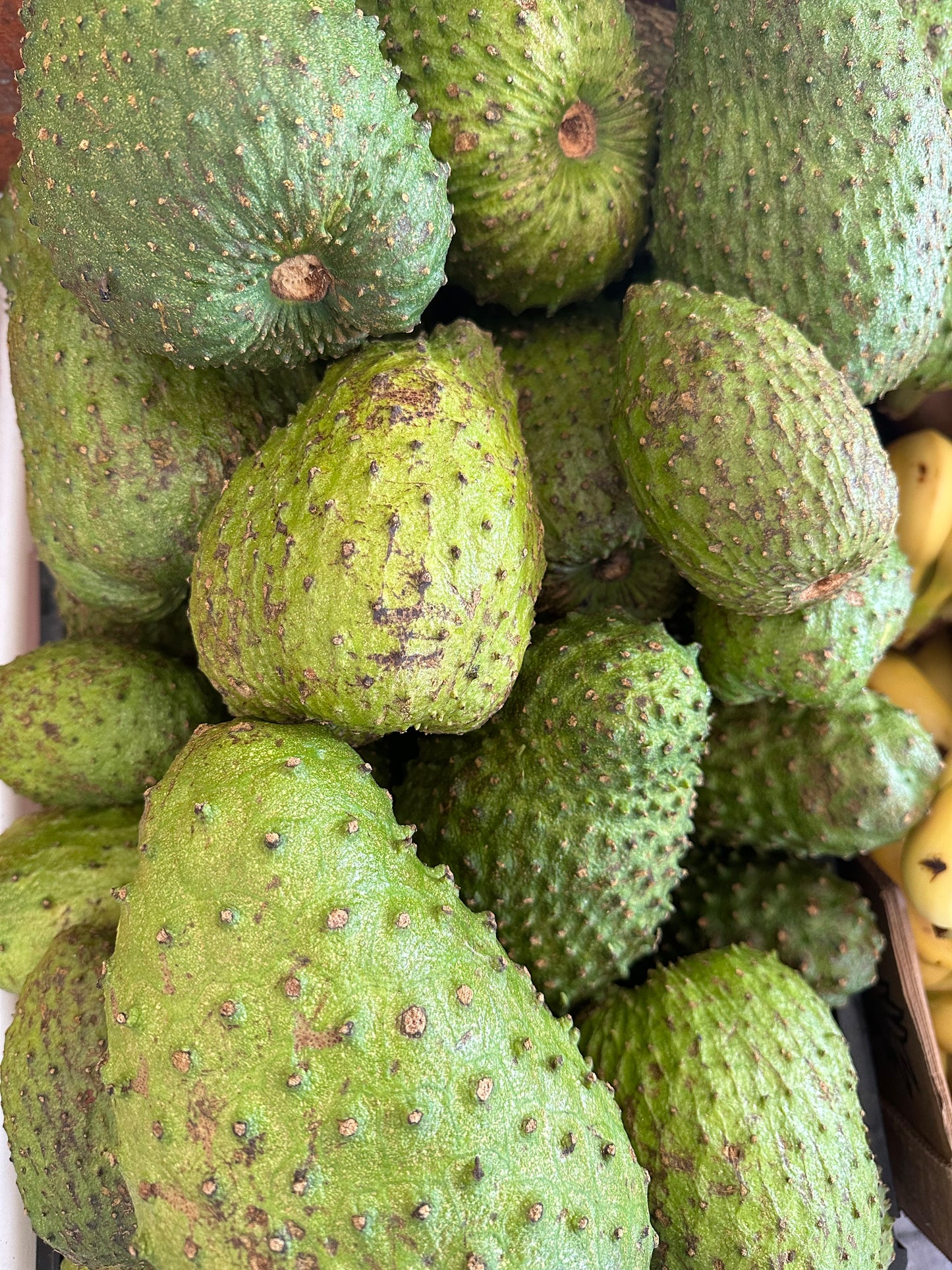 Soursop Guanábana