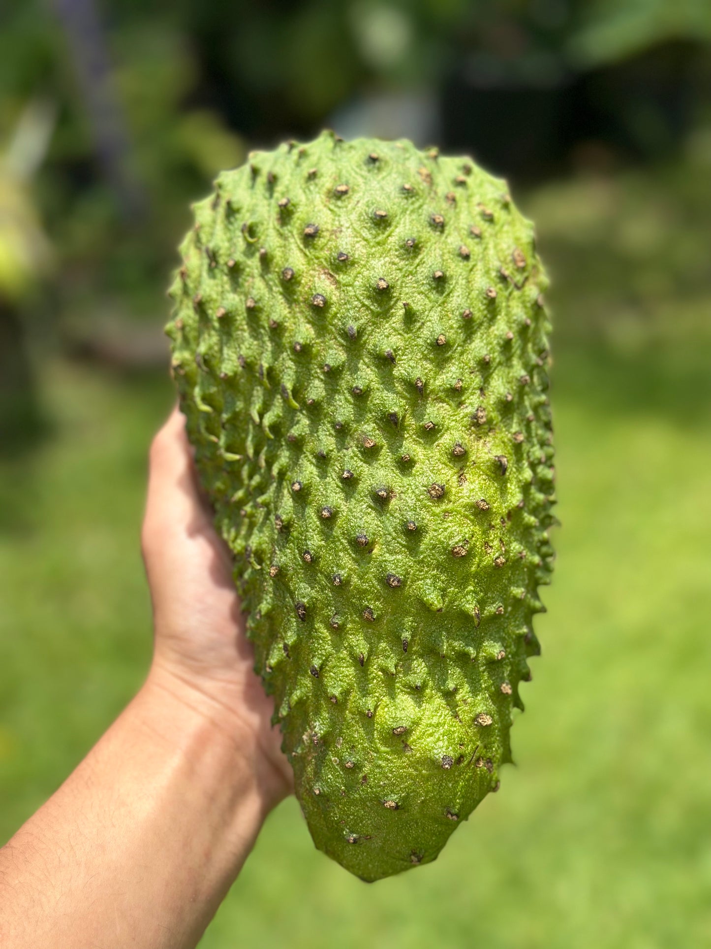 Soursop Guanábana