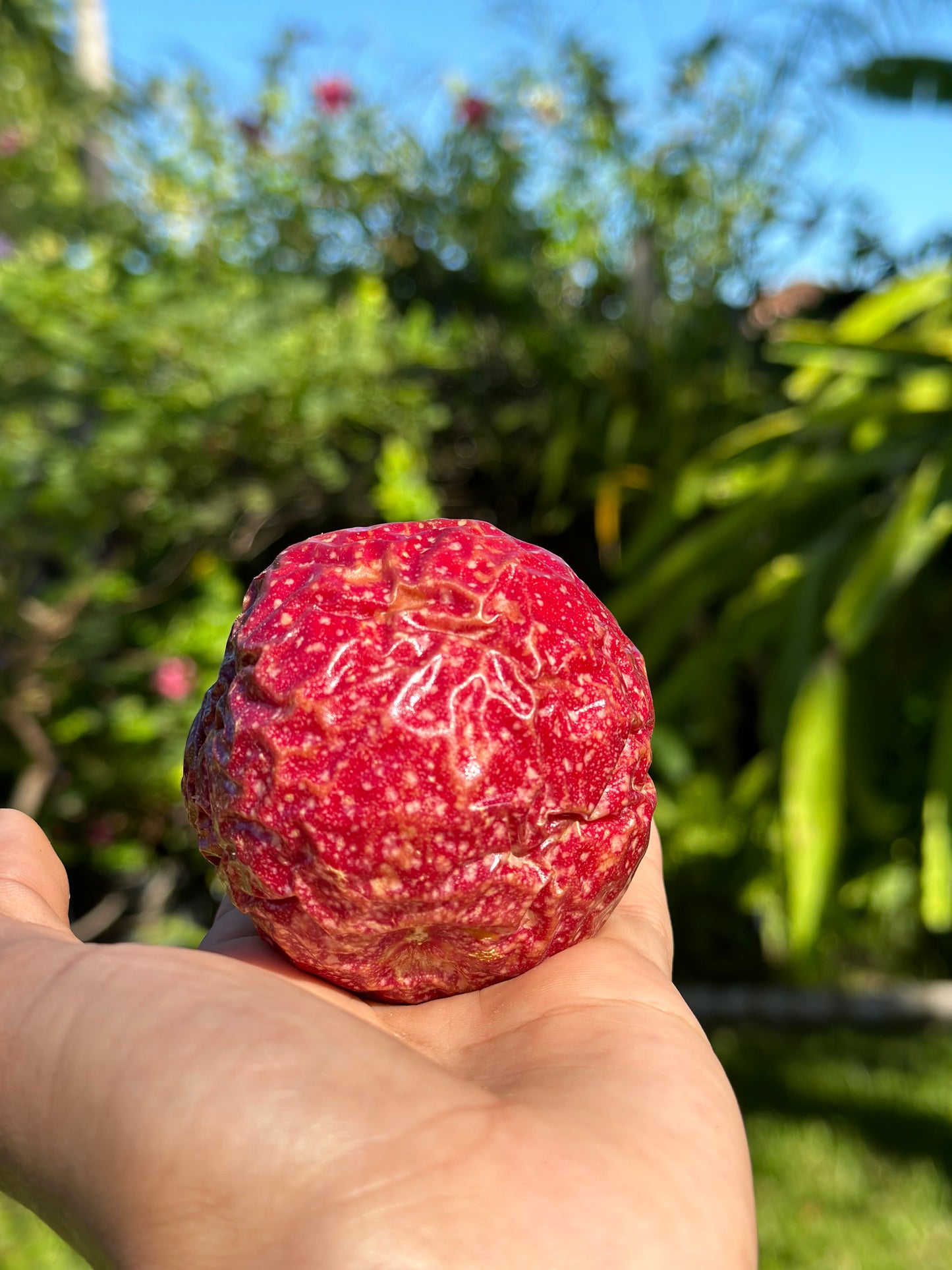 Passion Fruit Maracuya