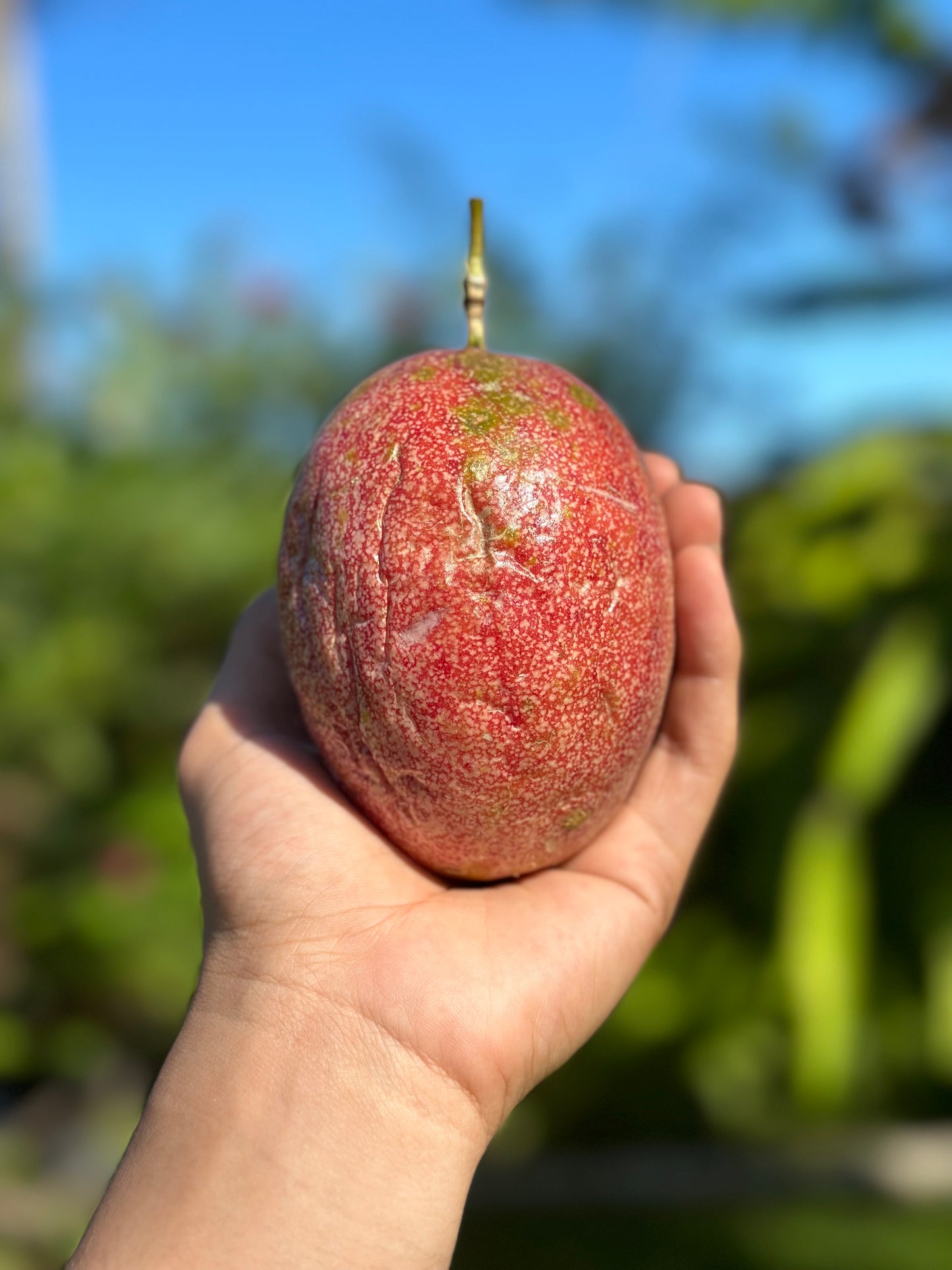 Passion Fruit Maracuya