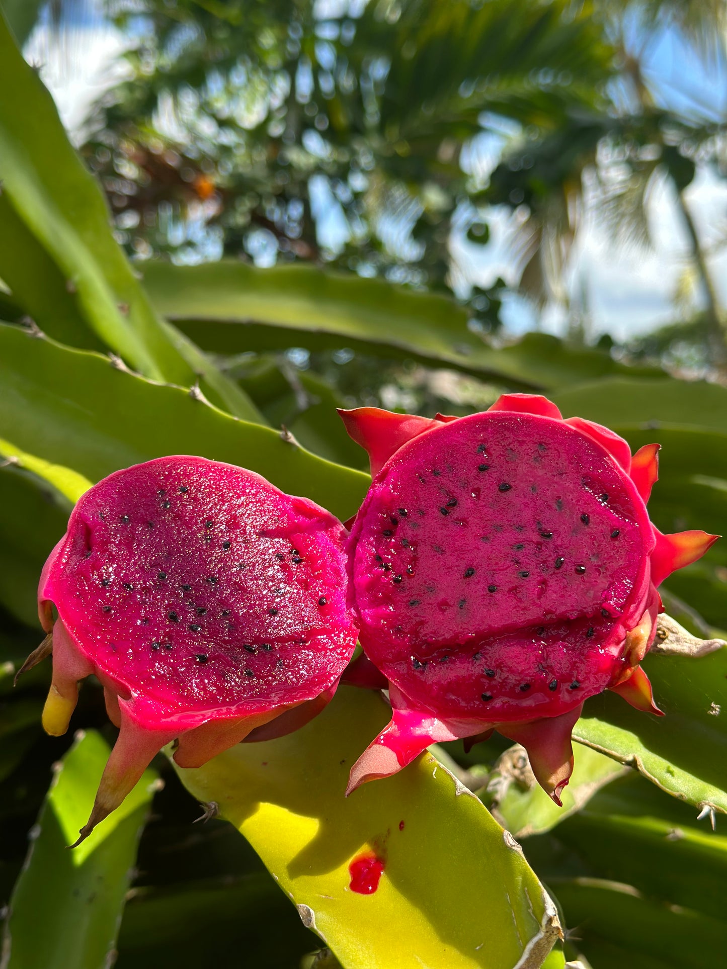 Red Dragon Fruit