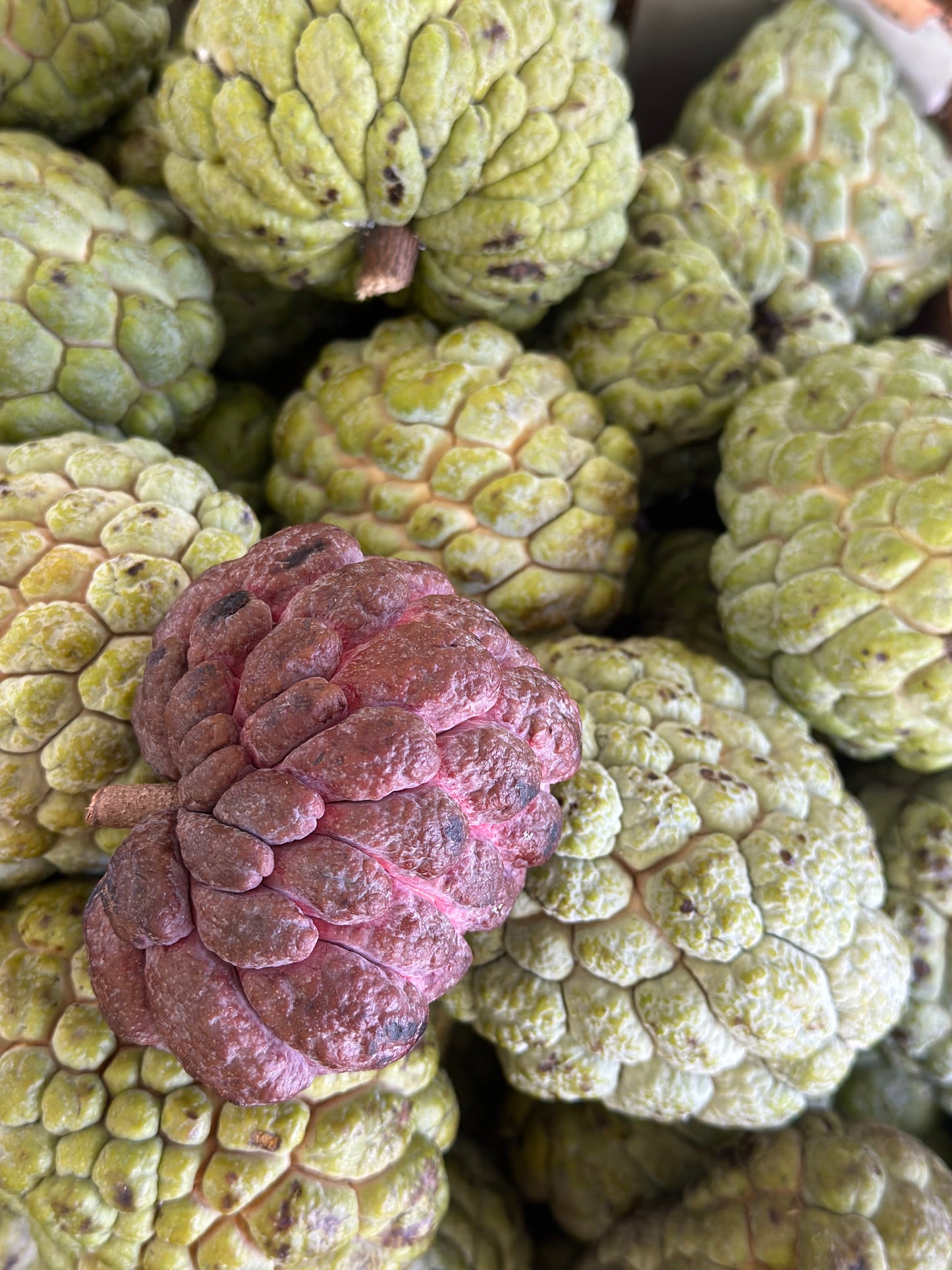 Sugar Apple (Annona squamosa)