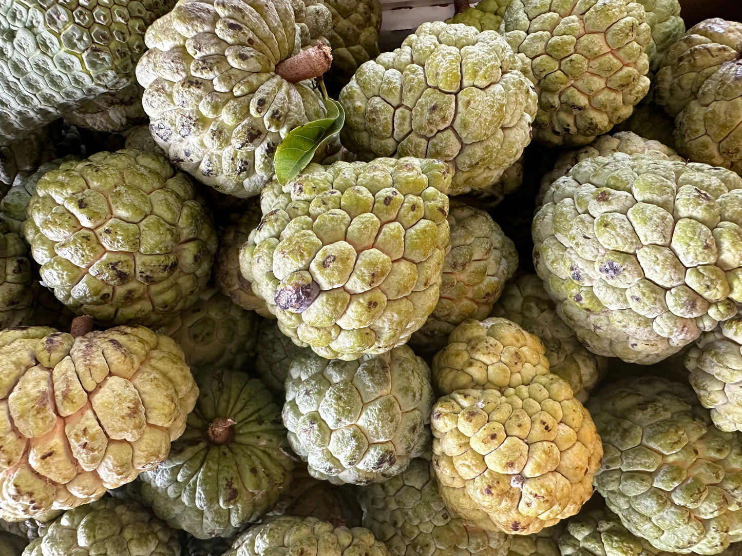 Sugar Apple (Annona squamosa)