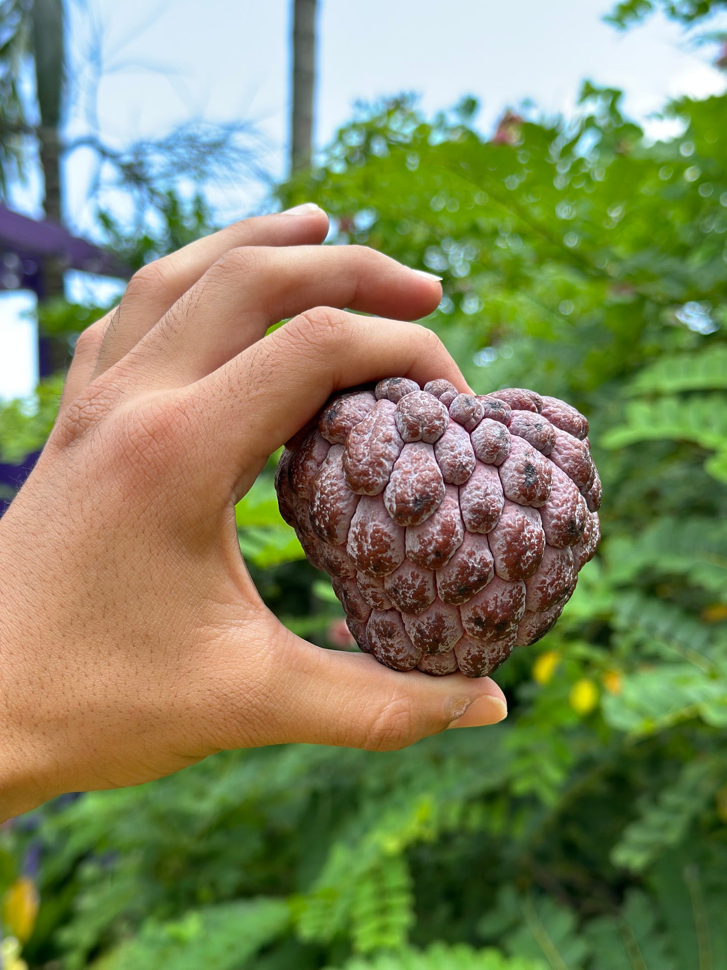 Sugar Apple (Annona squamosa)