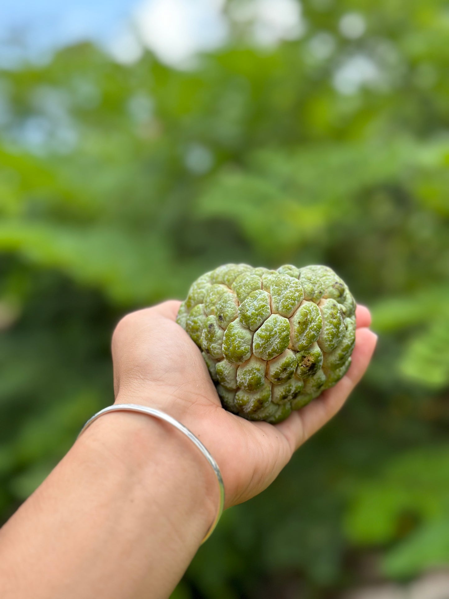 Sugar Apple (Annona squamosa)