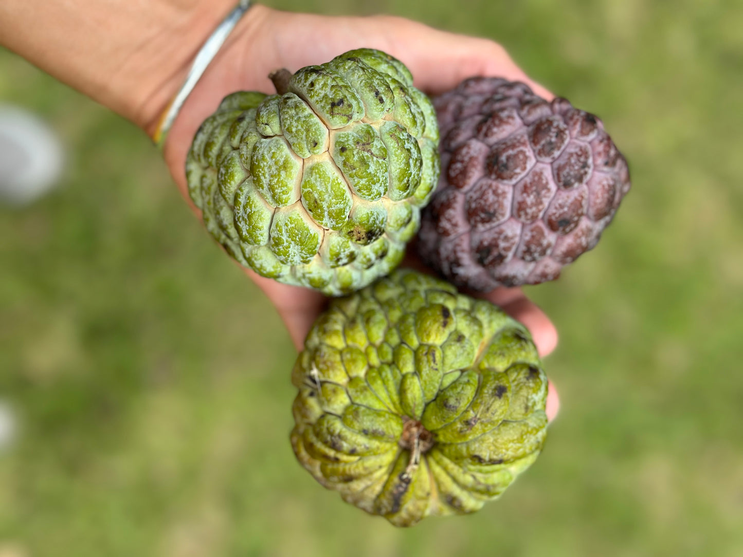 Sugar Apple (Annona squamosa)