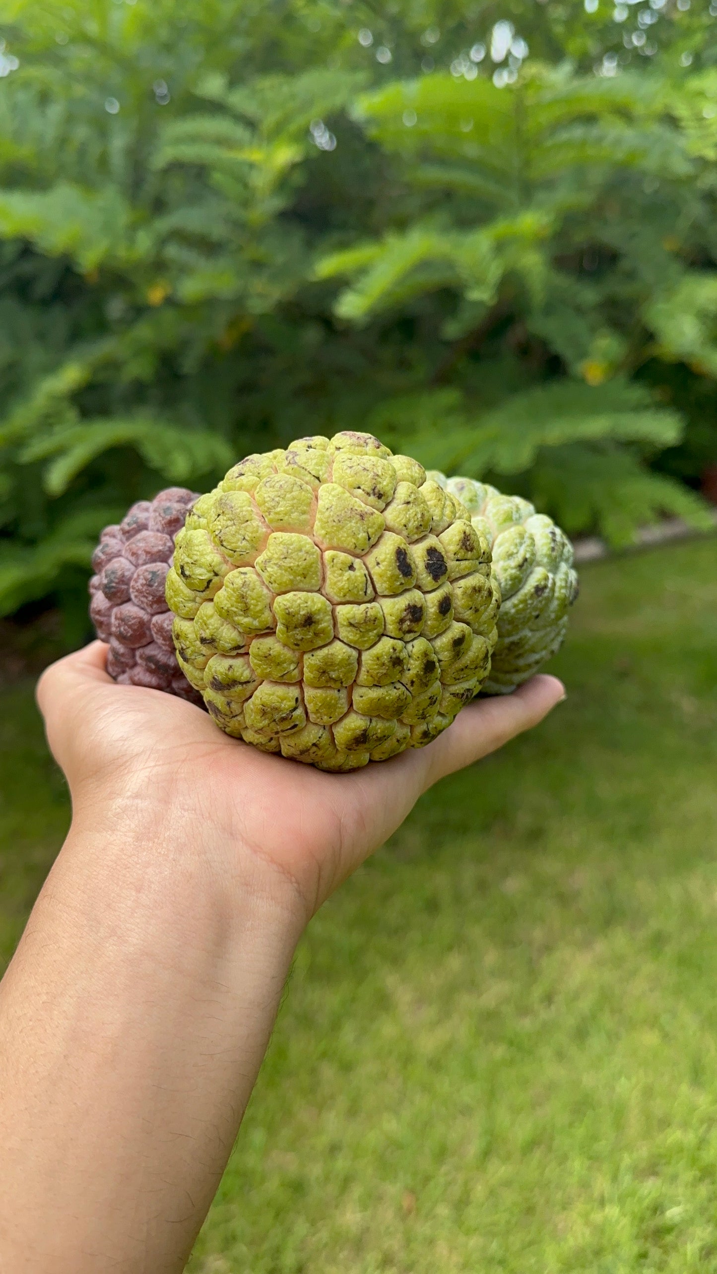 Sugar Apple (Annona squamosa)