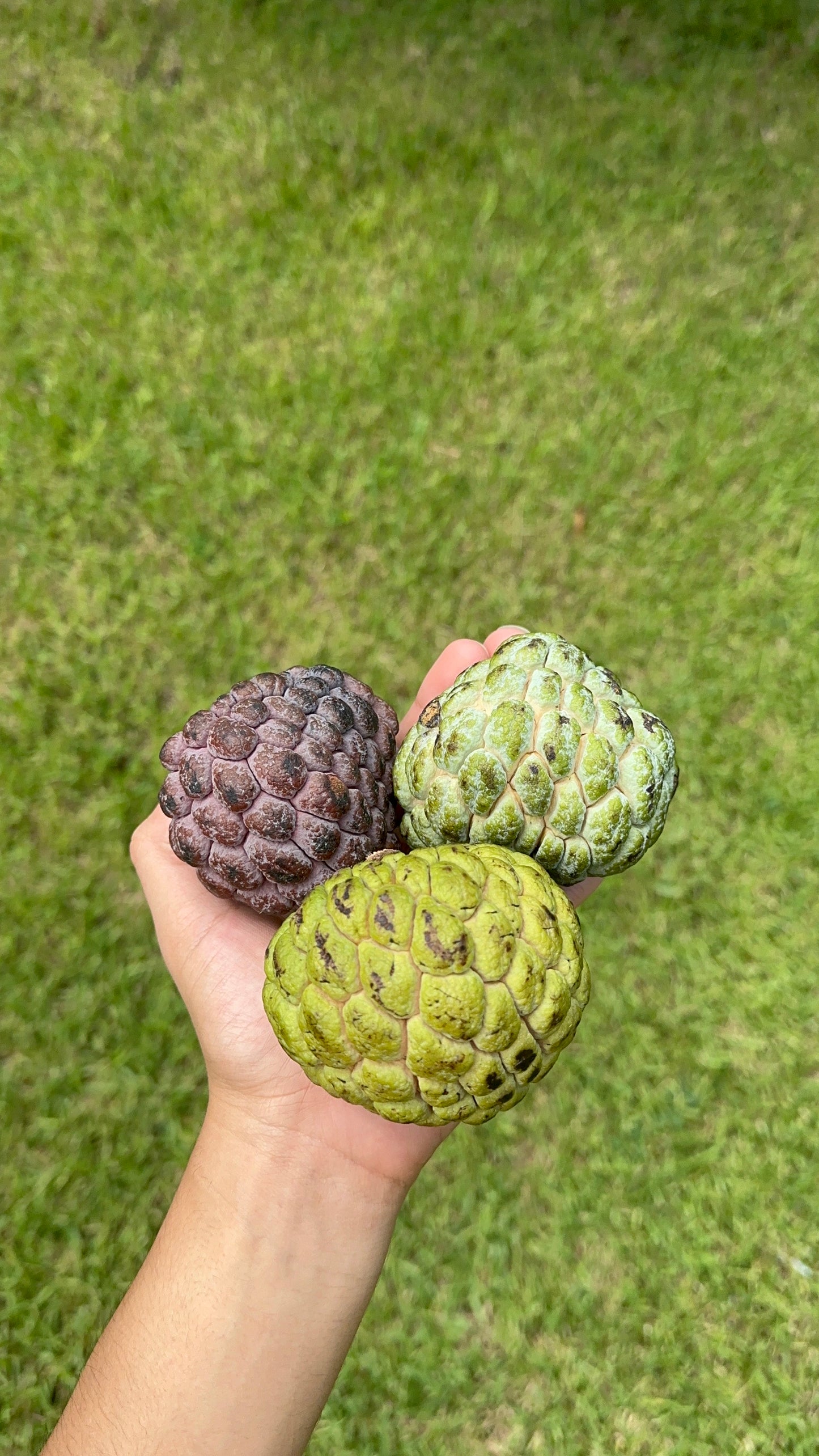 Sugar Apple (Annona squamosa)
