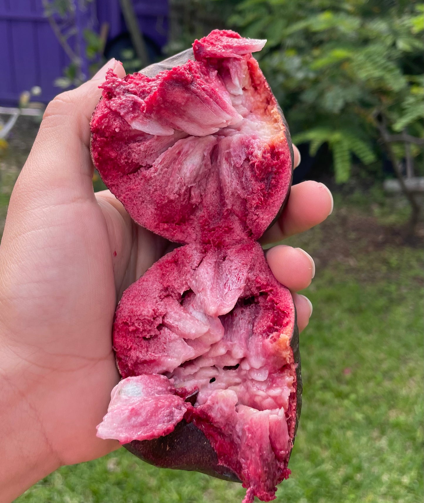 Custard Apple ***pre-order***