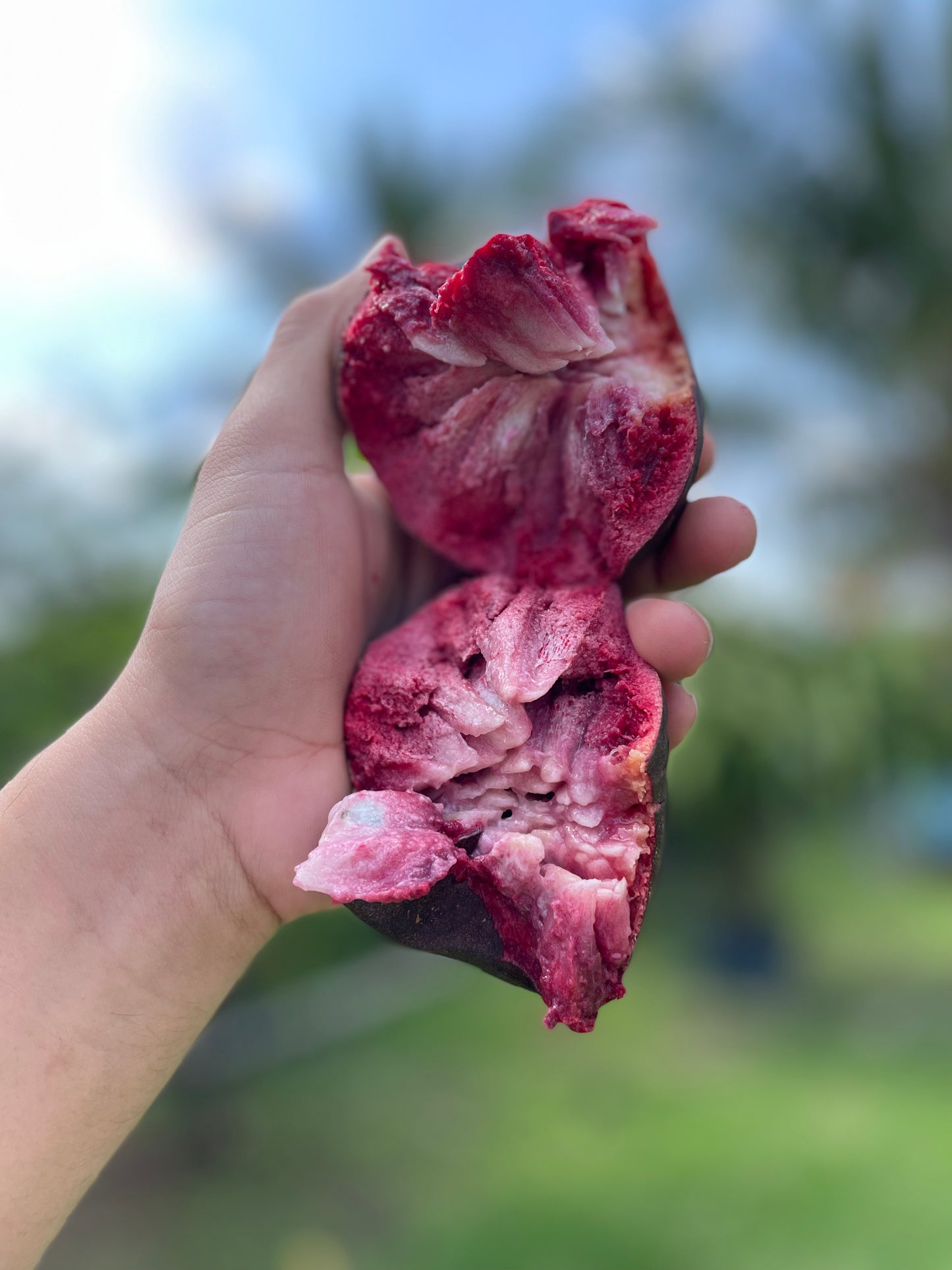 Custard Apple ***pre-order***