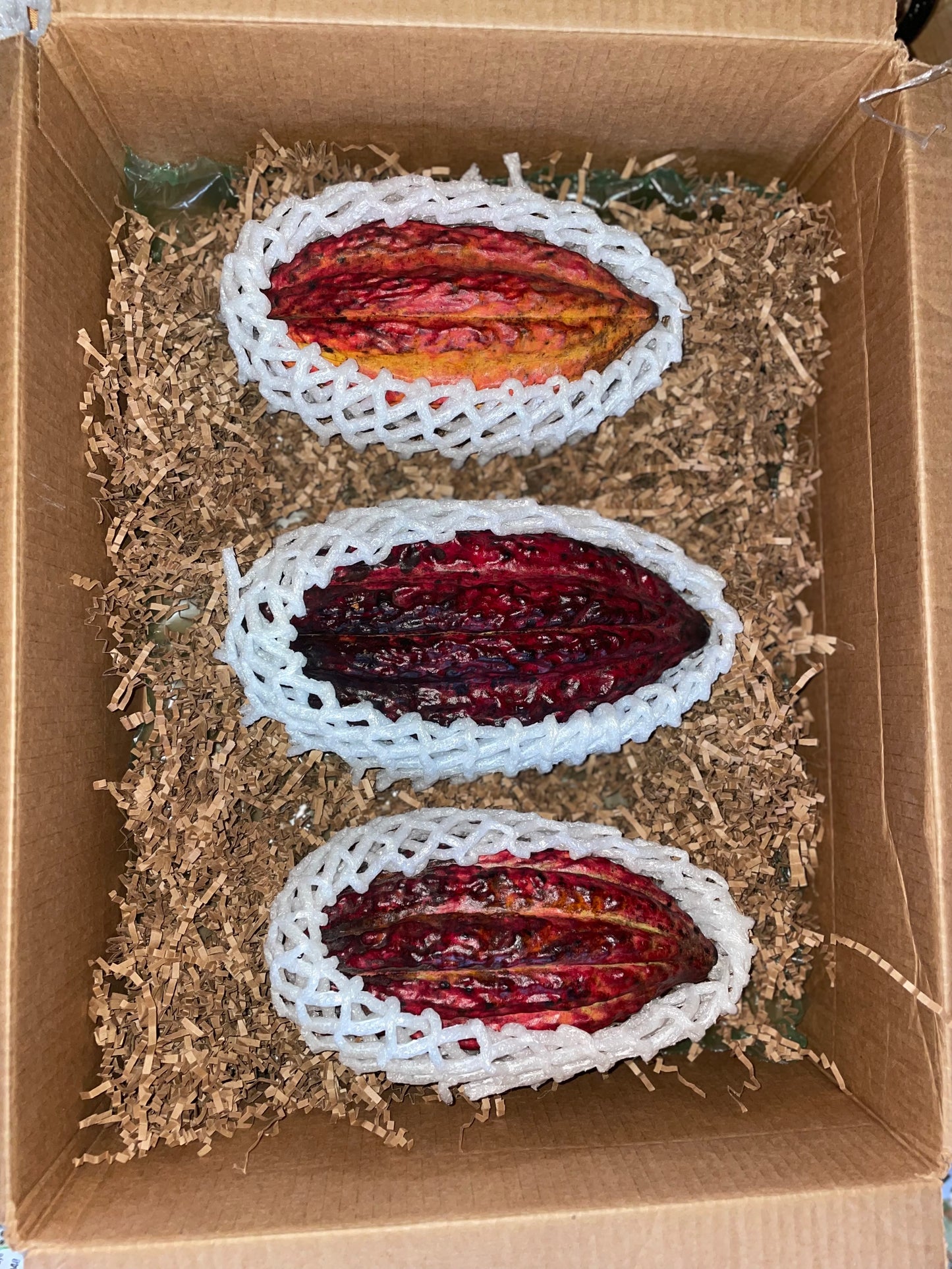 Cacao Pod (Chocolate)