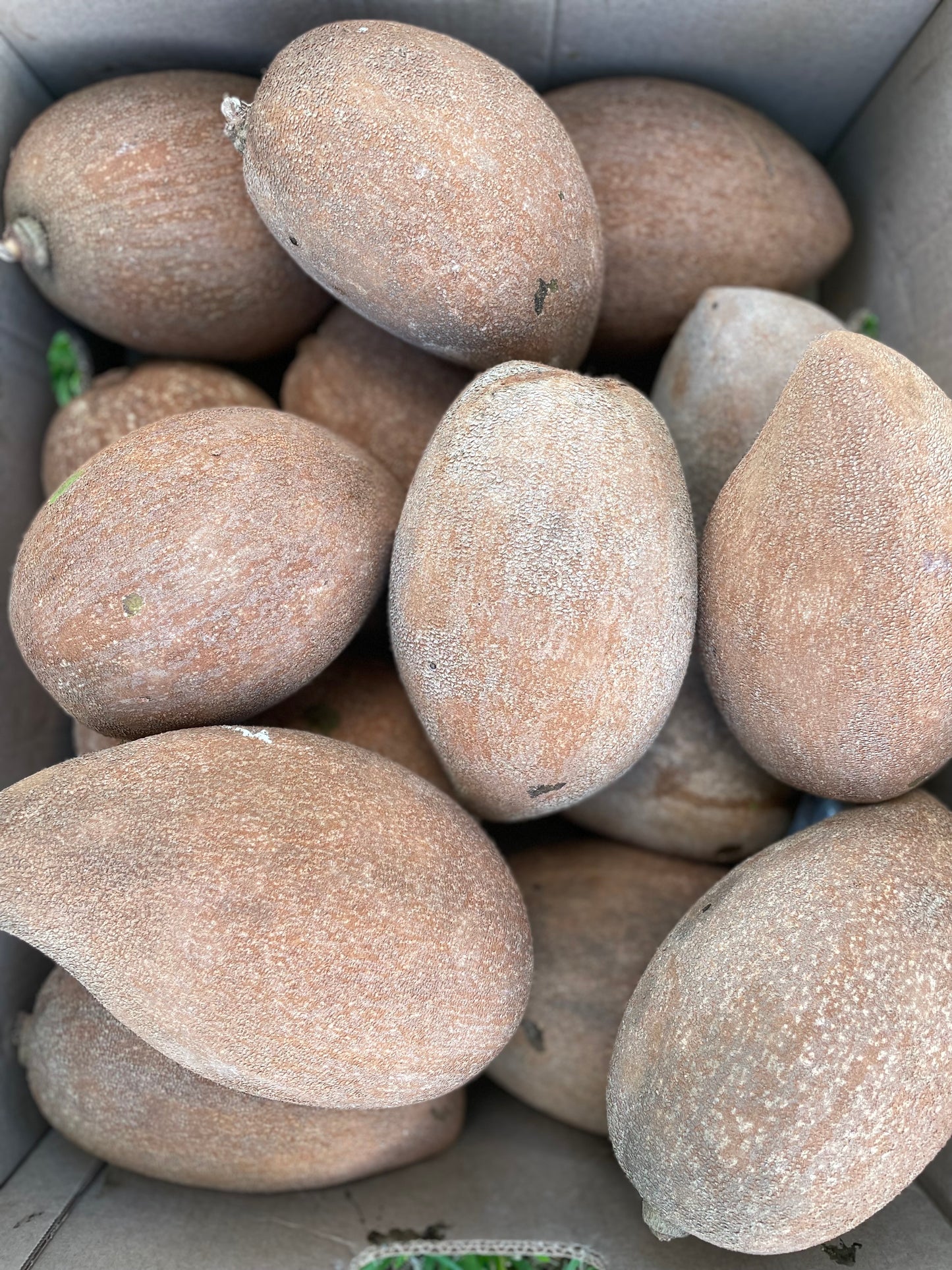 Mamey sapote
