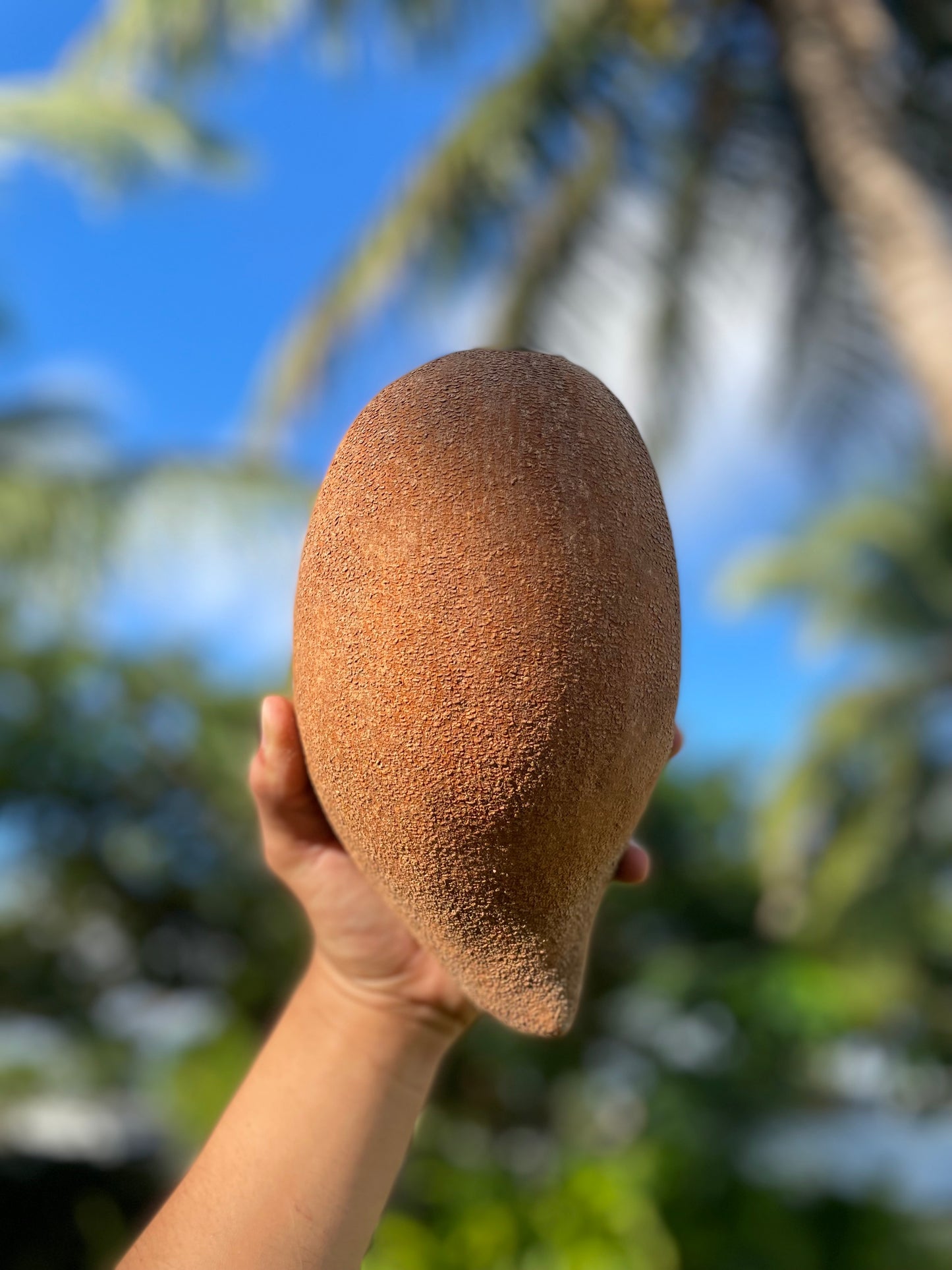 Mamey sapote