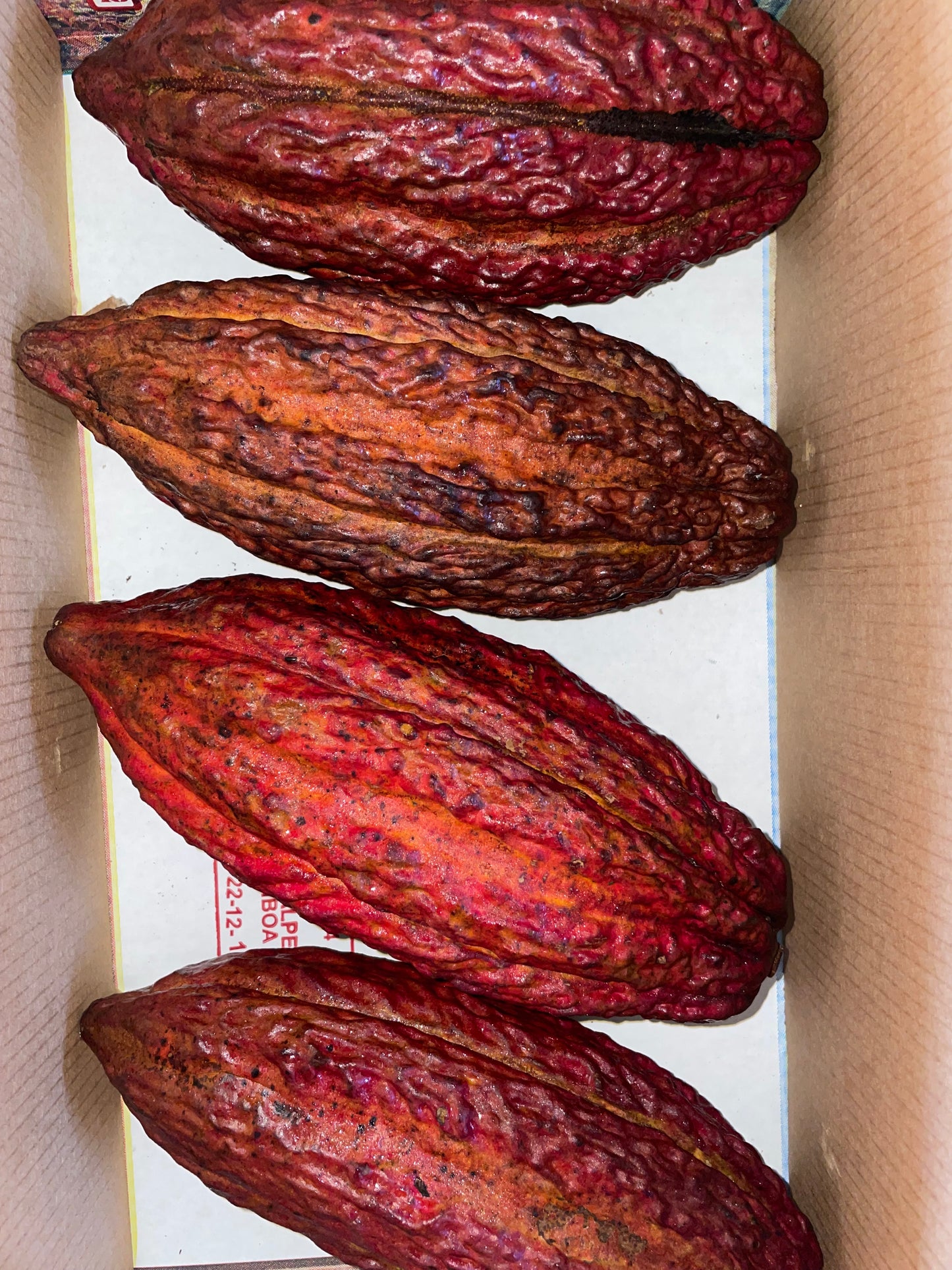 Cacao Pod (Chocolate)