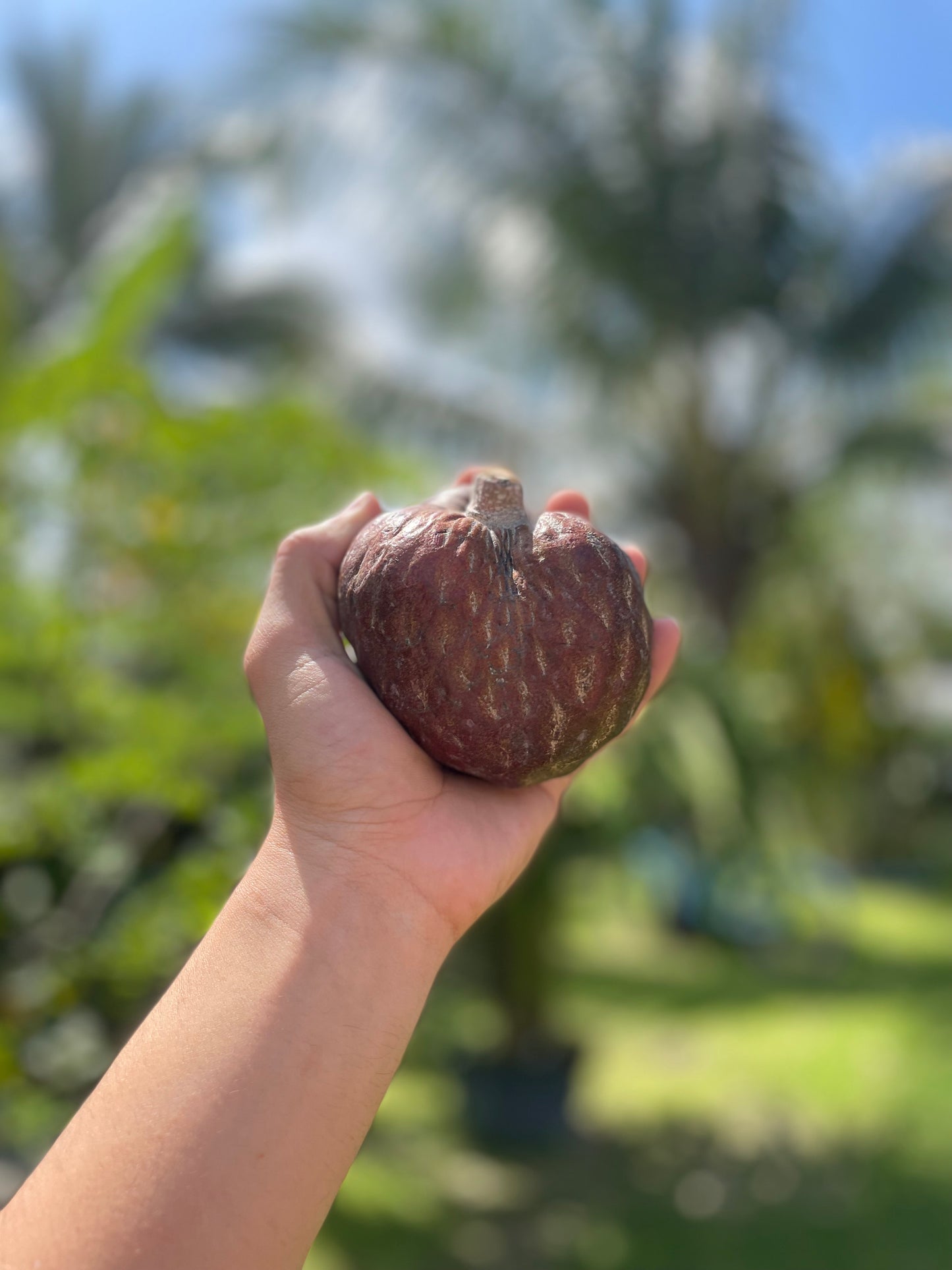 Custard Apple ***pre-order***