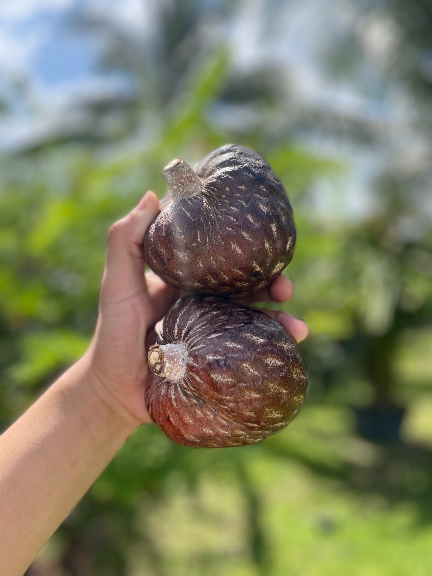 Custard Apple ***pre-order***