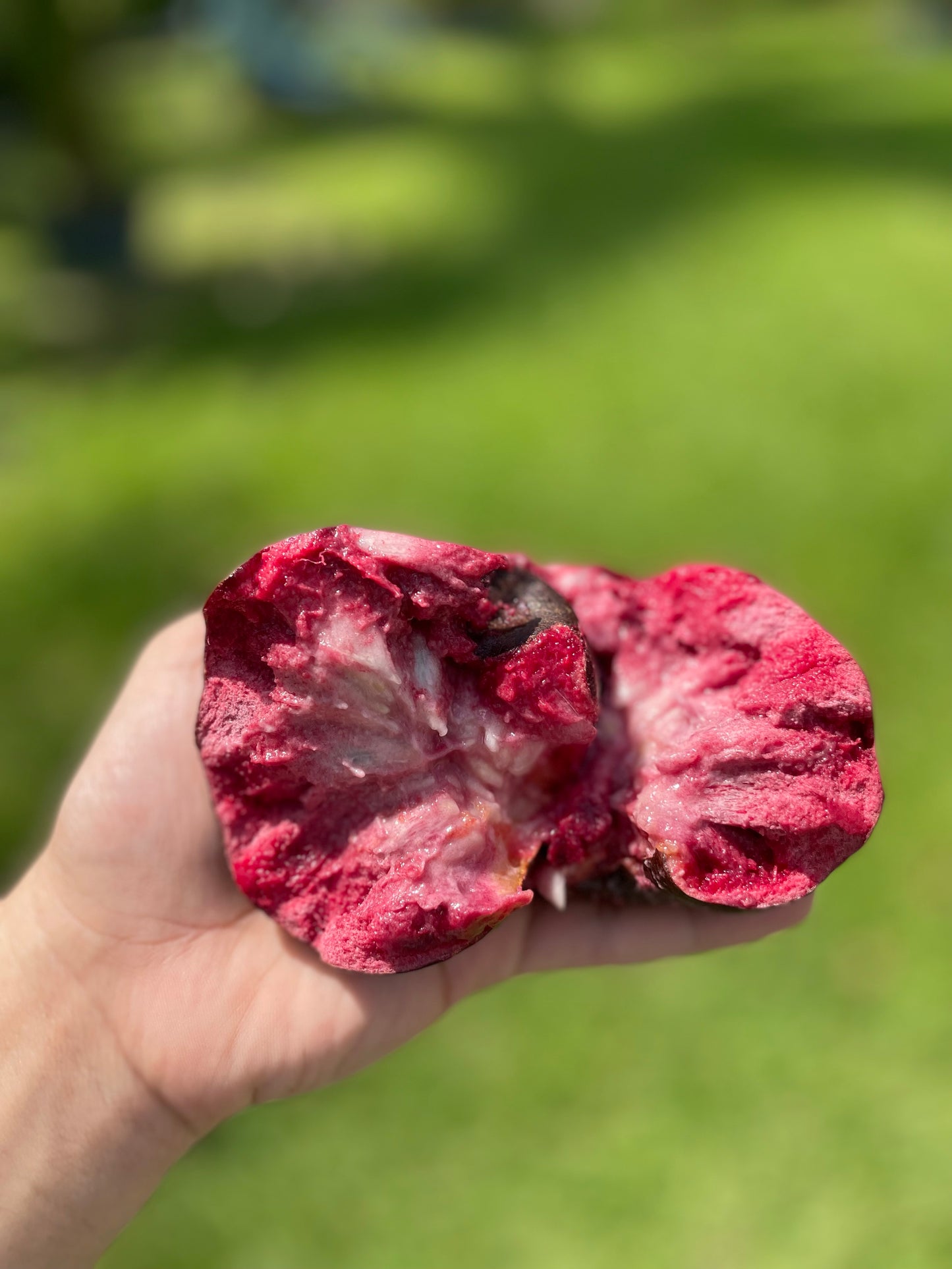 Custard Apple ***pre-order***